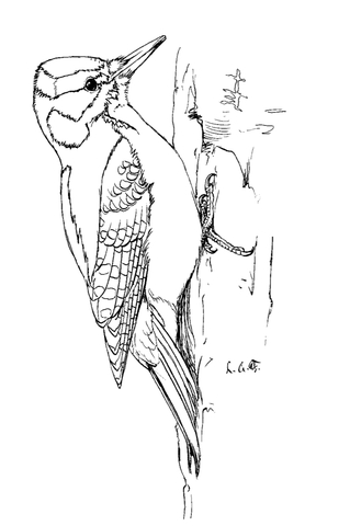 Hairy Woodpecker Coloring Page